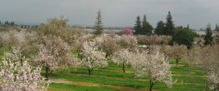 February in Chico during almond pollination